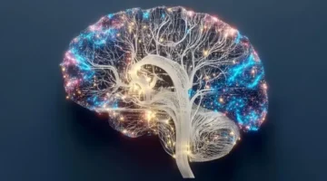 كيف ينظم المبدأ العائلي عملية نمو الدماغ وتوزيع الخلايا داخل الأنسجة؟